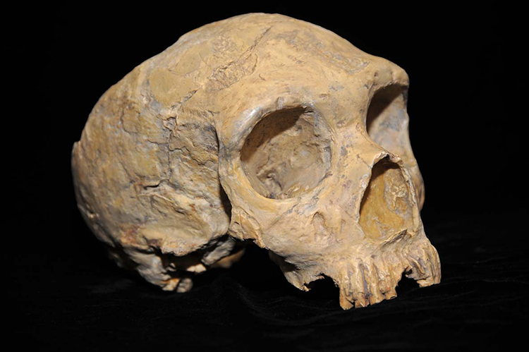 Neancerthal skull from Forbes. Copyright CC